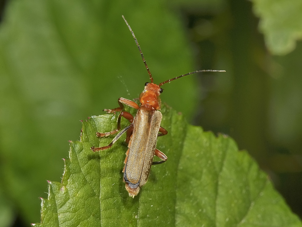 Cantharis pallida?